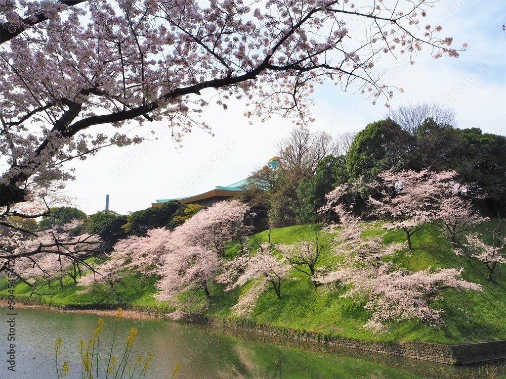 Φωτογραφία the beautiful cherry blossoms of Chidorigafuchi in Tokyo, JAPAN