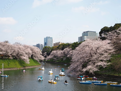 the beautiful cherry blossoms of Chidorigafuchi in Tokyo, JAPAN