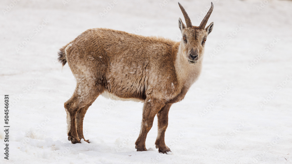 Ibex in mountain landscape with snow in Vercors, France Ibex in mountain landscape with snow in Vercors, France
