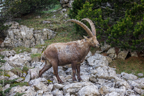 portrait of a male ibex with beautiful horns