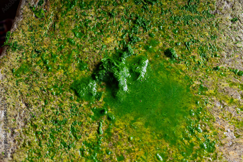 Closeup to the texture of ground Moringa Closeup to the texture of ground Moringa