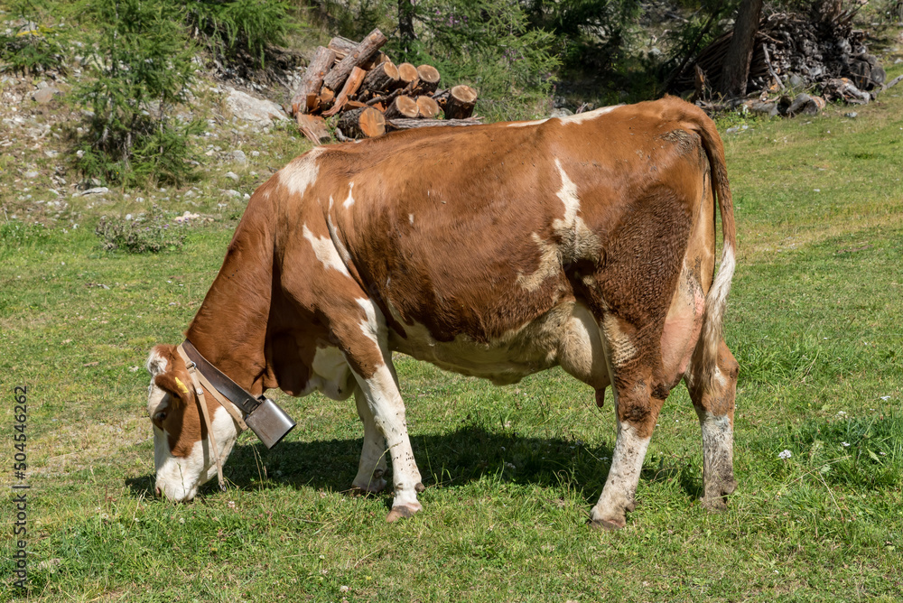 Grazing cows Val Venosta, South Tyrol Italy Grazing cows Val Venosta, South Tyrol Italy