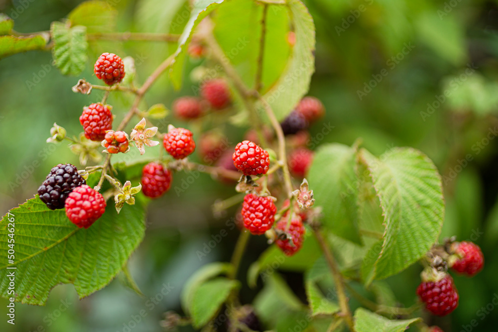 Closeup of a wild blackberry with a blurred background Closeup of a wild blackberry with a blurred background