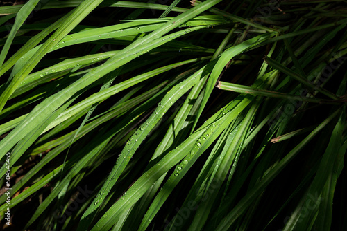 Close up of lemon tea grass with water droplets on the leaves