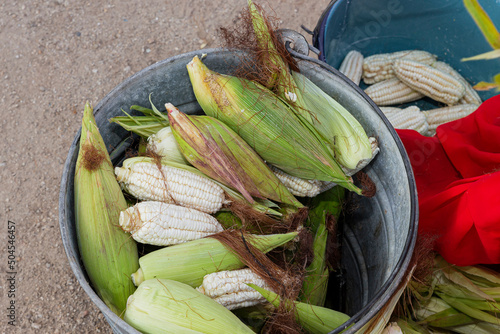 Aluminum bucket with corn inside next to a red cloth and more corn
