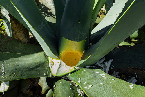 Closeup to the hole of a pulquero agave plant to obtain pulque photo