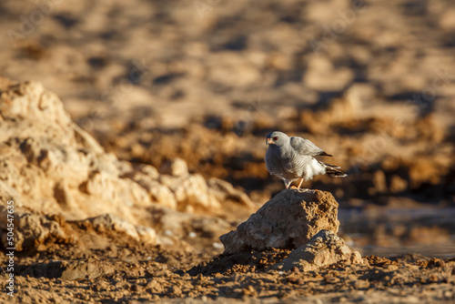 Gabar Goshawk standing on waterhole in Kgalagadi transfrontier park, South Africa; specie  Micronisus gabar family of Accipitridae photo