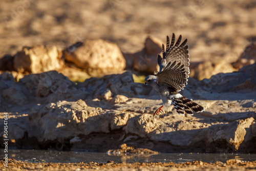 Gabar Goshawk  flying over waterhole in Kgalagadi transfrontier park, South Africa; specie  Micronisus gabar family of Accipitridae photo