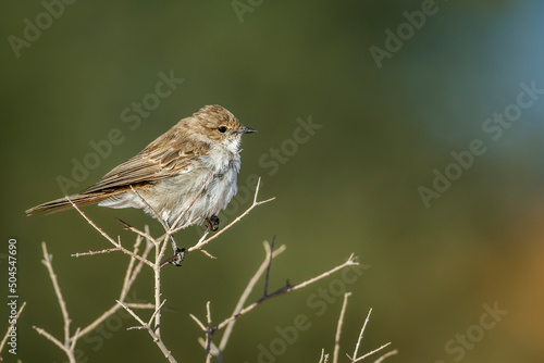 Mariqua Flycatcher standing on shrub isolated in natural background in Kgalagadi transfrontier park, South Africa; specie family Melaenornis mariquensis of Musicapidae photo