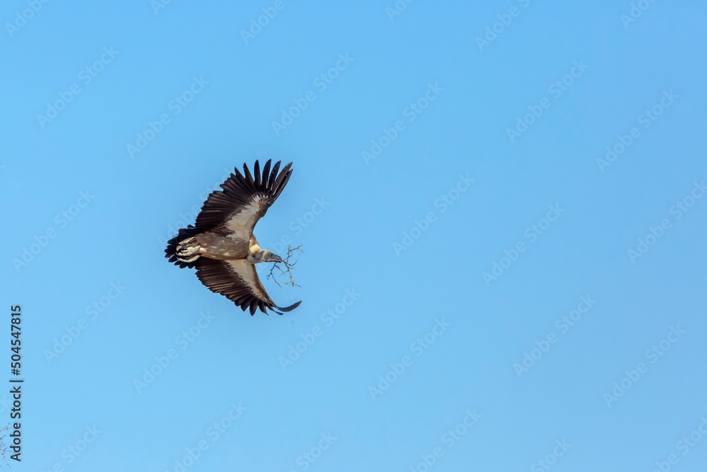 Obraz premium White backed Vulture in flight carrying branch for nest in Kruger National park, South Africa ; Specie Gyps africanus family of Accipitridae