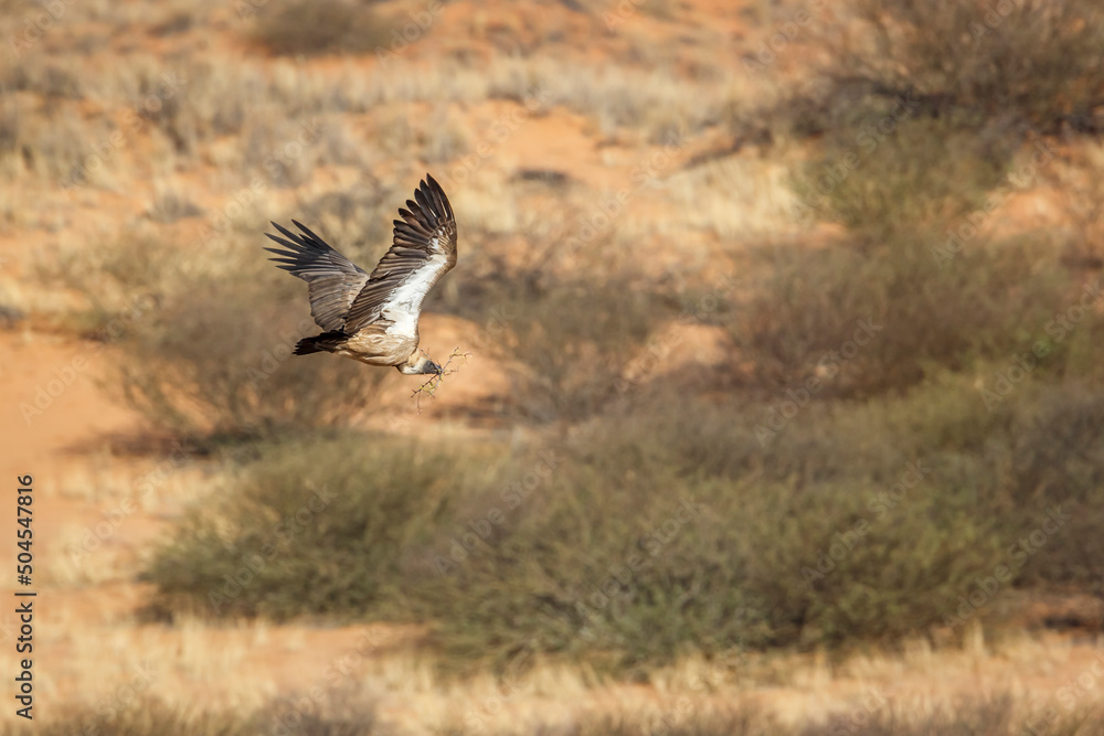 White backed Vulture in flight carrying branch for nest in Kruger National park, South Africa ; Specie Gyps africanus family of Accipitridae White backed Vulture in flight carrying branch for nest in Kruger National park, South Africa ; Specie Gyps africanus family of Accipitridae