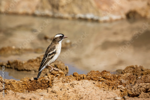 White browed Sparrow Weaver in Kgalagadi transfrontier park, South Africa; specie Plocepasser mahali family of Ploceidae photo