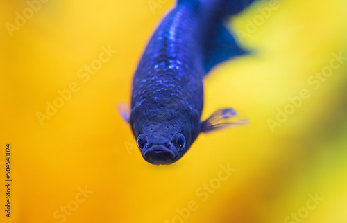 Betta close up photo