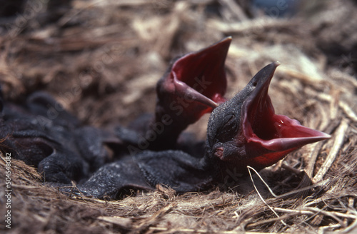 Newborn nestling American crows (Corvus) on prairies in southeas