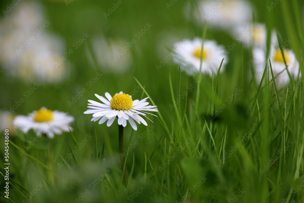 Summer meadow with white daisy flower in green grass. Floral background with chamomile, beauty of nature Summer meadow with white daisy flower in green grass. Floral background with chamomile, beauty of nature