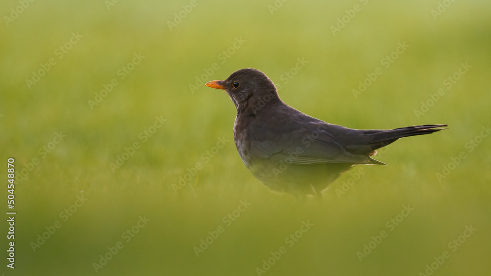 Amsel (Turdus merula) auf einer grünen Wiese Amsel (Turdus merula) auf einer grünen Wiese
