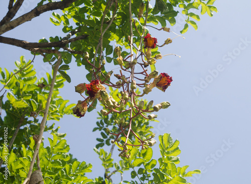 cloae up macro sausage tree flowers kigelia africana