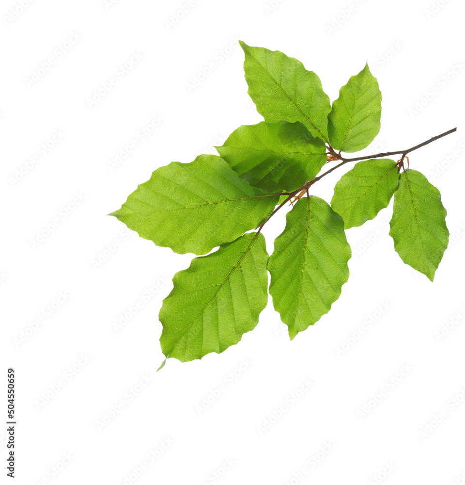 Small Beech branch with fresh green leaves isolated on white background.