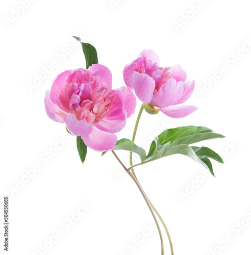 Obraz na płótnie Two light pink Peonies isolated on white background. w salonie