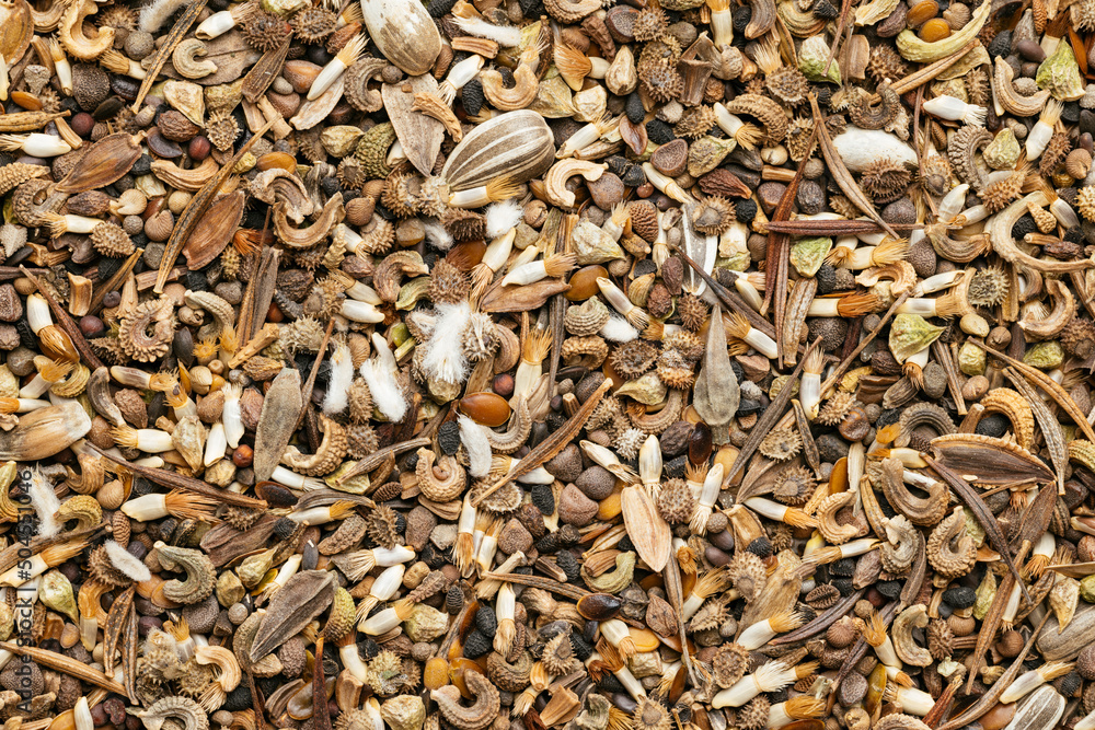 Overhead view of wild flower seeds Overhead view of wild flower seeds