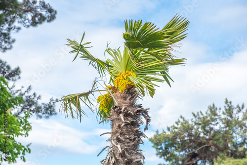 bottom up view of a tropical palm tree and its flowers on a sunny day
