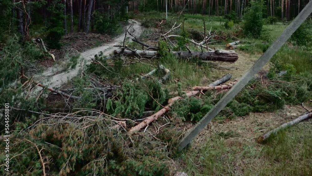 Deforestation. Cutting forest. Aerial flying over a felled forest with fallen and uprooted trees. Destruction of nature and ecosystem by peoples. Deforestation. Cutting forest. Aerial flying over a felled forest with fallen and uprooted trees. Destruction of nature and ecosystem by peoples.