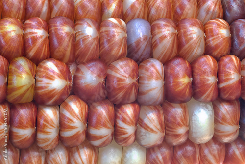 ornamental corn 1 micro macro closeup patterns in rows of kernels photo