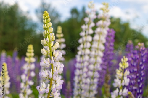 White and purple lupine flowers on a sunny summer day photo