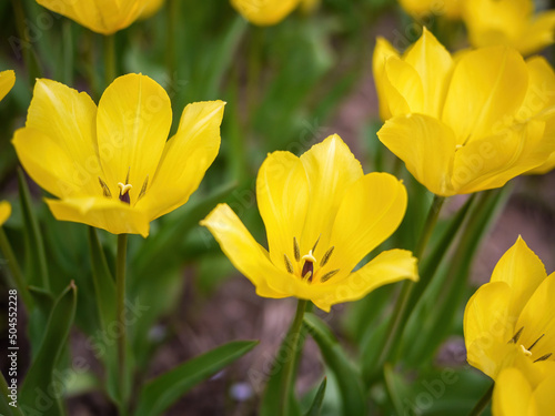 A group of bright yellow blossoming tulips. Close-up, horizontal. Selective focus