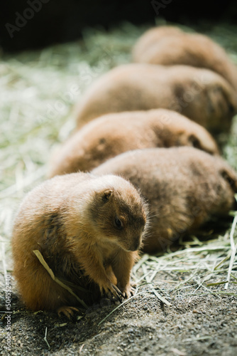 Groundhog in the haystack photo