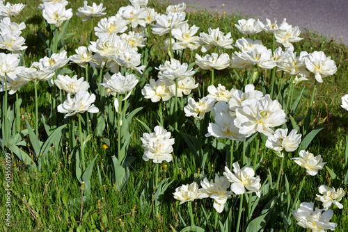 White, fresh, festive, wedding tulips, spring fabulous plants, a sea of blooming flowers located on the avenue of the city of Dnipro, Ukraine.