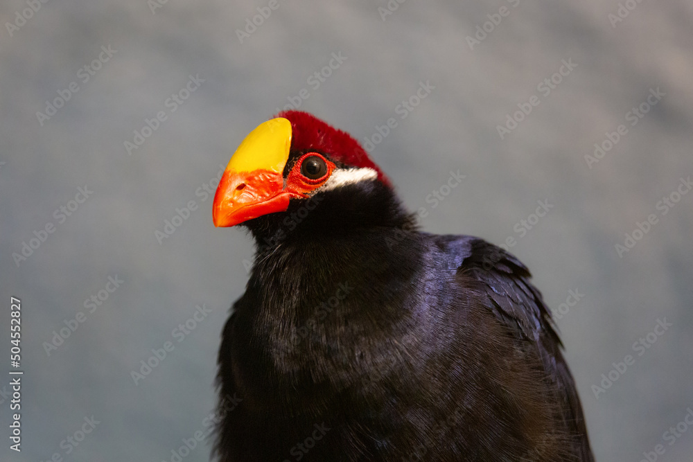 The violet turaco bird The violet turaco bird