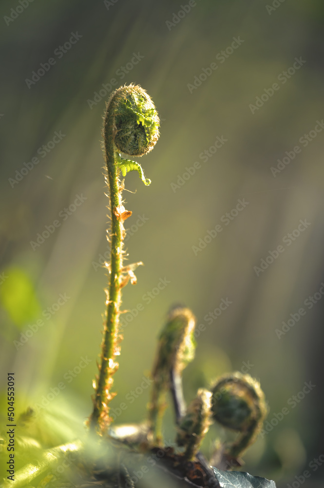 Farn, Gefäßpflanzen (Tracheophyta) Farn, Gefäßpflanzen (Tracheophyta)
