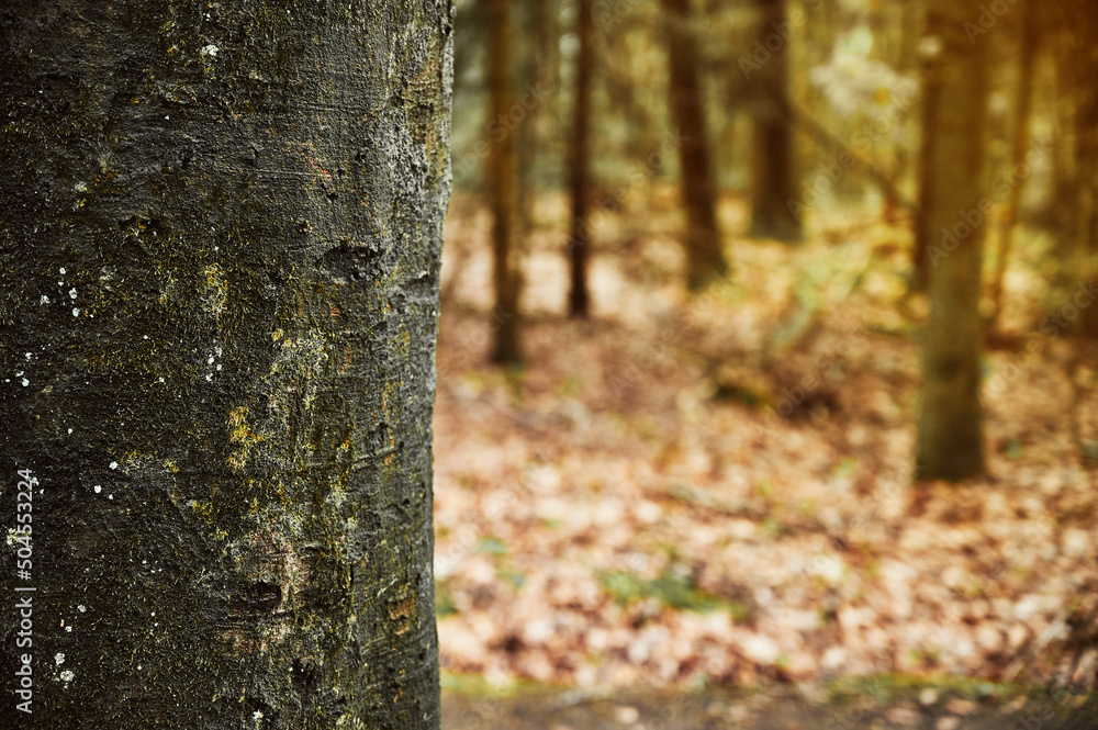 The bark of the tree against the background of the forest. Moss on a tree. The bark of the tree against the background of the forest. Moss on a tree.