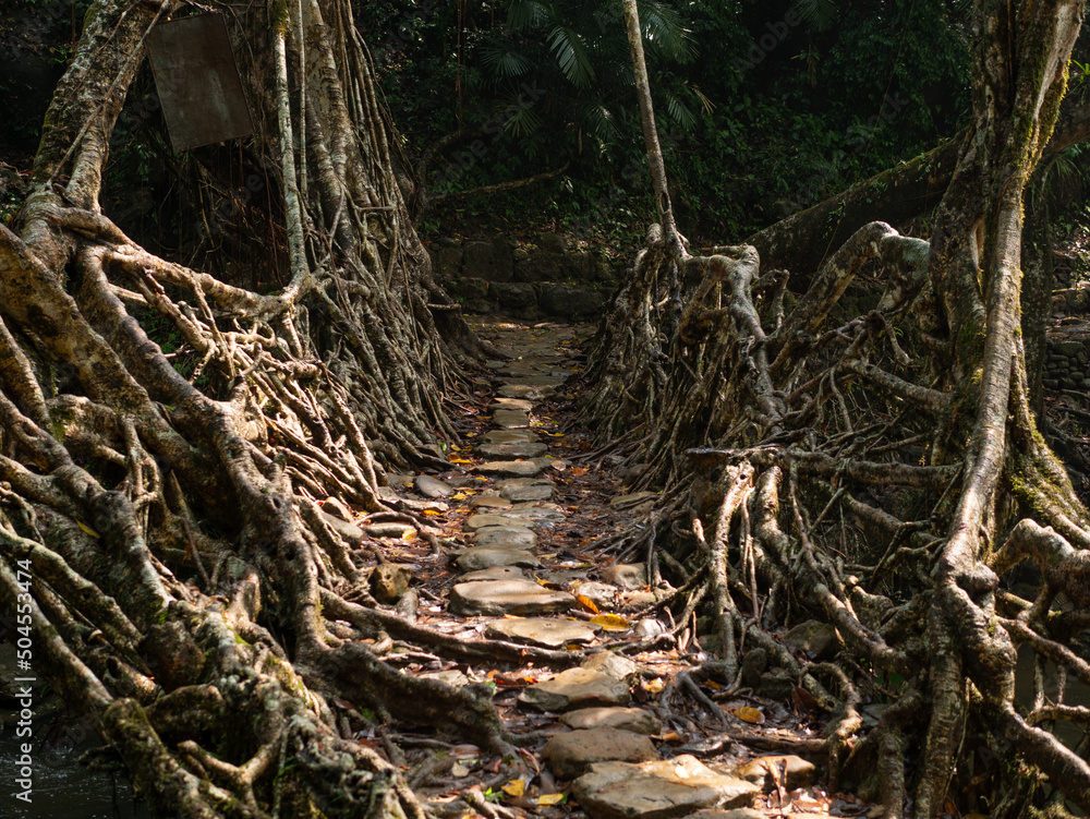 A tree root bridge in India's Meghalaya region A tree root bridge in India's Meghalaya region