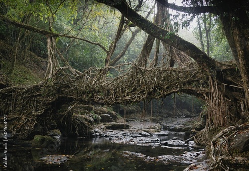 A tree root bridge in India's Meghalaya region