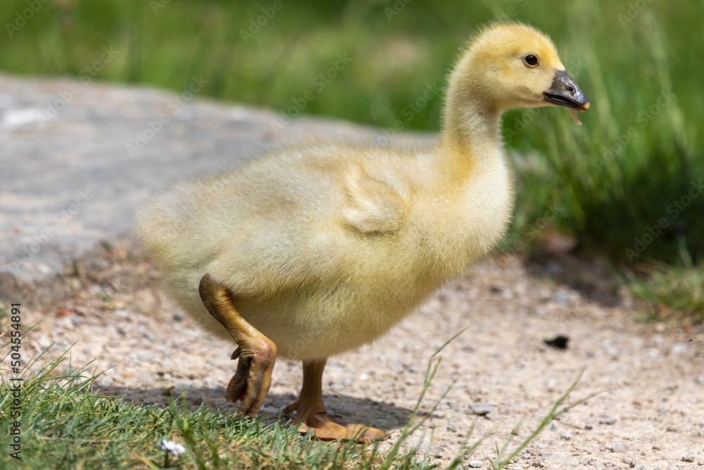 Gänseküken bei der Nahrungssuche Gänseküken bei der Nahrungssuche
