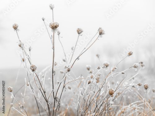 gefrorene Pflanze im Winter, Schnee, eis, frost