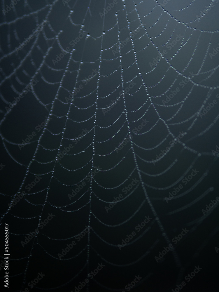 Dewdrops on a spiderweb Dewdrops on a spiderweb