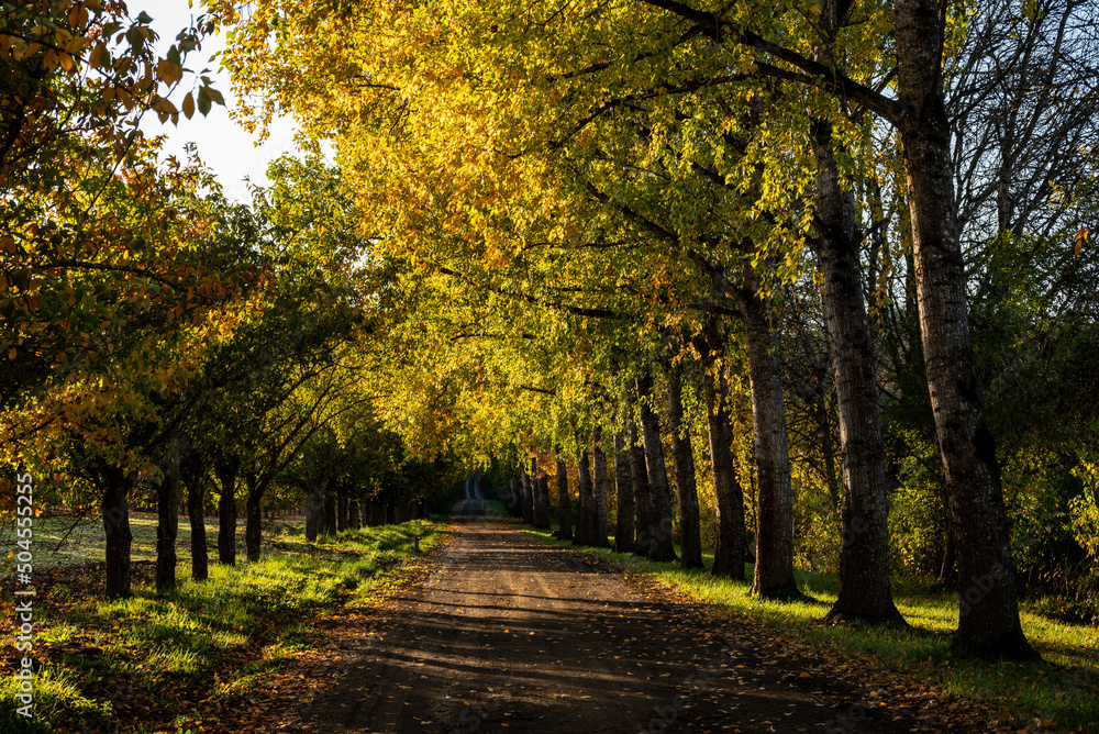 Naklejka premium Looking down a country lane framed by trees going gold in the fall, late afternoon sun casting long shadows across the gravel.
