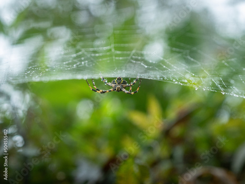 Spider in its web photo