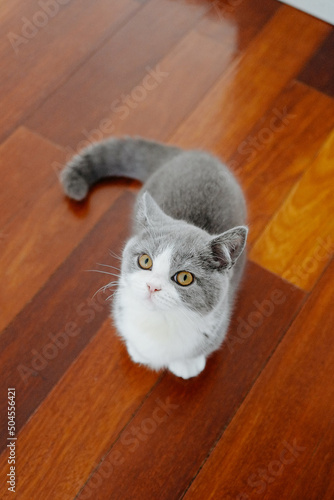 Bantam cat on the floor photo