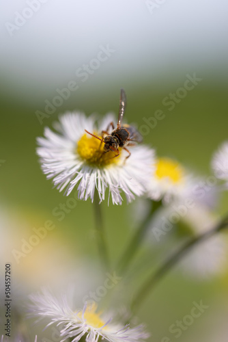 蜜蜂とハルジオン © P-P