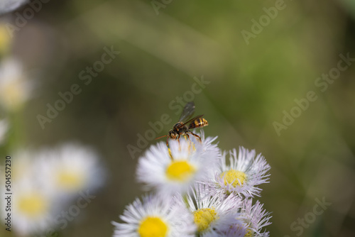 蜜蜂とハルジオン