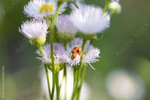 テントウムシとハルジオン