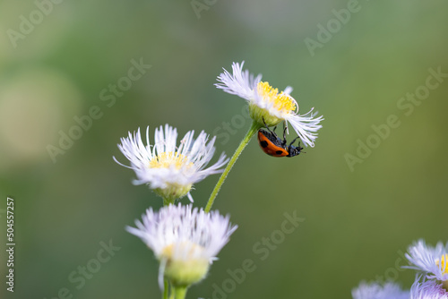 テントウムシとハルジオン