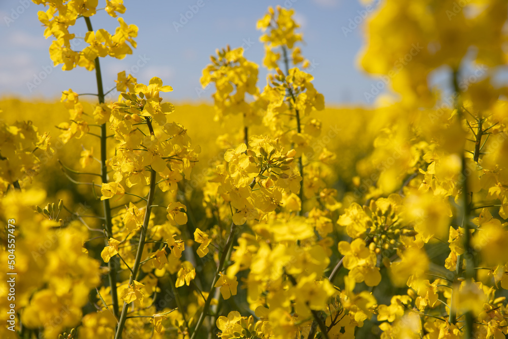 The beautiful spring landscape in Fredericia, Denmark The beautiful spring landscape in Fredericia, Denmark