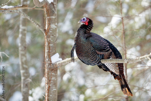 Wild Turkey