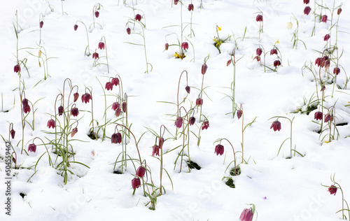 Spring bulbs growing in late snow photo