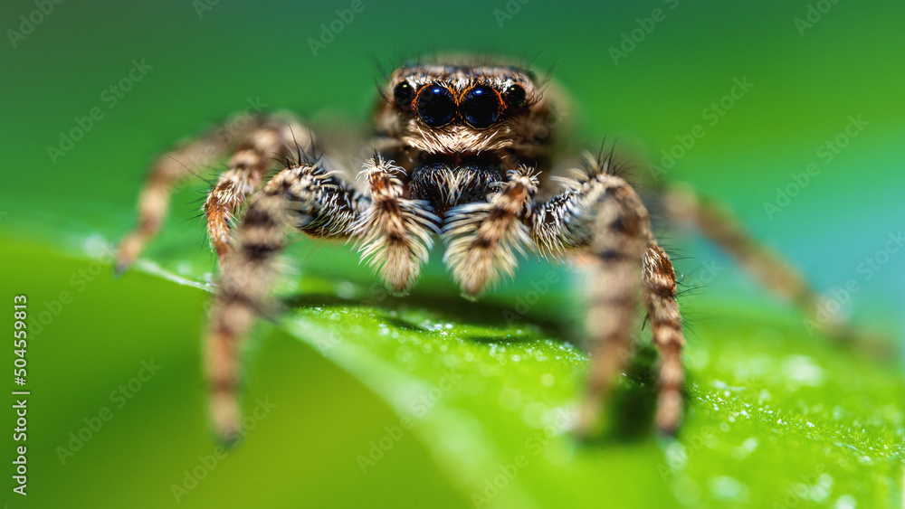 Rindenspringspinne (Marpissa muscosa), nahaufnahme Rindenspringspinne (Marpissa muscosa), nahaufnahme